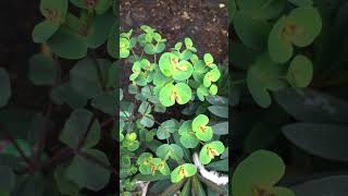 Euphorbia amygdaloides purpurea  perennial plant garden plant short plants flowers euphoria [upl. by Denver]