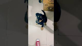 Mi Koda si es jajajaja  🐾🤭 dog adiestramientodeperros cachorro perros doglover pets [upl. by Collin667]