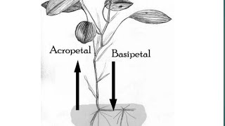 Acropetal and Basipetal in hindi  by simplified material shorts [upl. by Ecinahs]