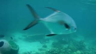 Colombia Rosario Islands Snorkeling 2023 [upl. by Reta]