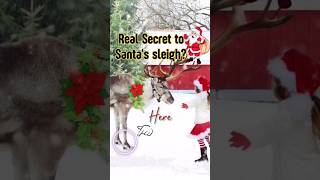 Secrets Of Hooves Magical Abilities Of Santas Reindeer christmasreindeer santasleigh reindeers [upl. by Hazen842]