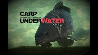 Carp Underwater quotla Carpe au crâne blancquot BA [upl. by Atirrehs220]