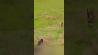 जब मां kangaroo 🦘 एक जंगली wolf 🐺 से भाग rhi थी तब baby kangaroo 🦘 गलती से pooch से गिर जाता hai😮🥹 [upl. by Rihana]