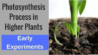 Photosynthesis Process in Higher Plants  Early experiments [upl. by Figone]