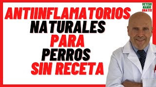 🟠 Mejor Antiinflamatorio para Perros Casero 🟠 Antiinflamatorios Naturales Para perros sin Receta [upl. by Htezil]