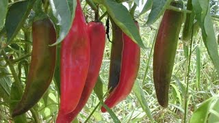 ⟹ Anaheim Hot Pepper Capsicum annuum ALL AMERICAN CLASSIC pepper [upl. by Katharina]