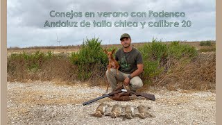 Conejos con Podenco Andaluz talla chica y calibre 20 [upl. by Ahsikyt]