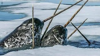 What is the purpose of the narwhal’s tusk An interesting fact you might not know [upl. by Adeehsar510]