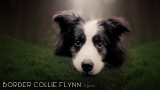 Flynn  Border Collie 9 Years [upl. by Ellswerth]