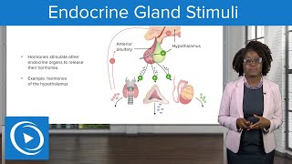 Endocrine Gland Stimuli – Physiology  Lecturio Nursing [upl. by Anesuza65]