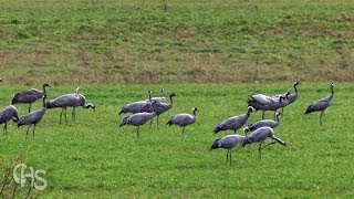 La Ferme aux Grues  Crane Farm [upl. by Rudyard]