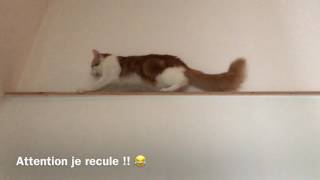 shorts Attention je recule Chat poids lourd  Bip bip bip [upl. by Coady]