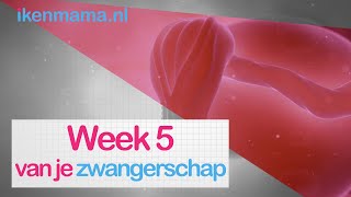 5 weken zwanger Bekijk symptomen informatie over de echo en je kindje  ikenmamanl [upl. by Edyak]