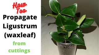 Propagating Ligustrum Waxleaf from cuttings [upl. by Colwell]