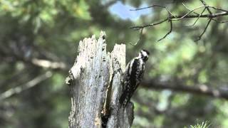 Drumming Yellowbellied Sapsucker [upl. by Paula]