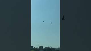 Country Club Shopping Center  DallasPA  Turkey Buzzards flying 2024 [upl. by Blim416]