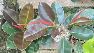 How to Have More Branches While Rooting the Stem of a Rubber Tree [upl. by Maridel]