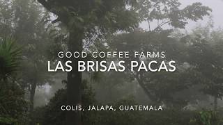 Good Coffee Farms GUATEMALA Las Brisas Farm  100 PACAS [upl. by Neilson400]