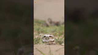 Burrowing Owl Sounds  BURROWING OWL [upl. by Hesther912]