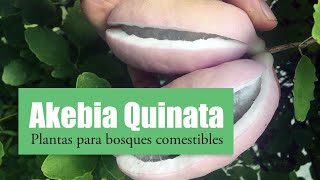 Akebia Quinata cultivo y fruto de una trepadora sorprendente [upl. by Fanchie]