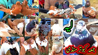 Friday Pigeons Market Latest Update  Khal Peshori Rangen Sasta Kabootar  Kabutar Mandi Layyah [upl. by Bamford675]