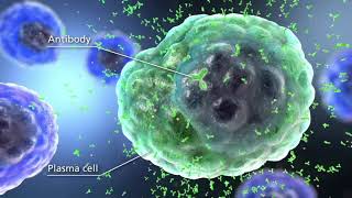 Benlysta® belimumab Mechanism of Action in SLE [upl. by Claudelle147]