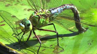 LAnax empereur Anax imperator qui pond ses oeufs [upl. by Eelydnarb]