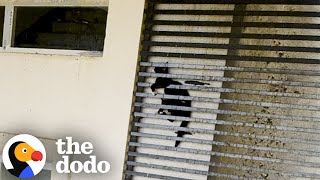 Cat Was Stuck Between Grates Of A 20Story Building  The Dodo [upl. by Enilegna]