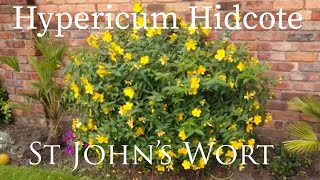 Hypericum Hidcote St Johns Wort plant flowering evergreen my walled garden [upl. by Hyland684]