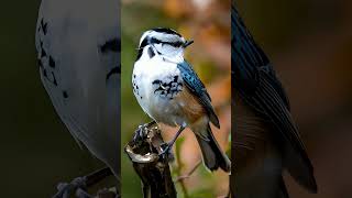 White breasted Nuthatch are known for their acrobatic ability to climb headfirst down tree trunks [upl. by Ettenyar993]