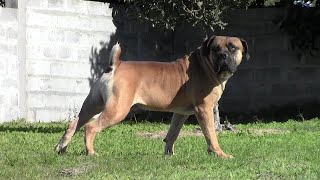 South African Boerboel VEILIGPLEK FUMO [upl. by Adiesirb]