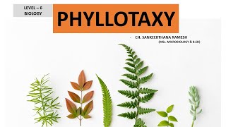 Phyllotaxy I Arrangement of leaves on a stem [upl. by Jed95]