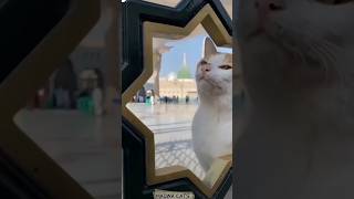 Dunia waly tu Dard daty hain trending viral naat shorts naat shorts viral trending catcatvideo [upl. by Brey]