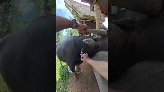 Vitamin injection in buffalo kerbau buffalo vet  toraja vietnam balian bonga saleko [upl. by Airenahs]