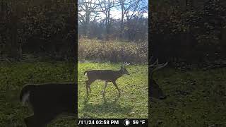 Day walker rut movement southwest MI deer trailcam [upl. by Cardew]