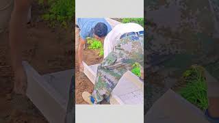 The process of laying cement trench board in vegetable garden [upl. by Notpmah]