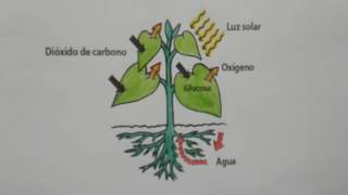 La FotosíntesisRefuerzo Prueba AVANZO 2022 [upl. by Arnulfo]