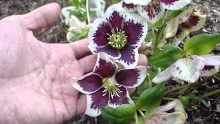 Helleborus Winter Jewels Painted [upl. by Iana439]