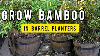 Grow bamboo in barrel planter pots [upl. by Loraine]