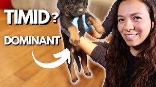 How to Pick from a Litter of Puppies  Personality Types  Part 1 [upl. by Stanfield]