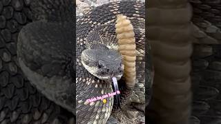 Can Rattlesnakes hear their own tail rattling 🤔 What do you think [upl. by Doniv]