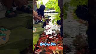 Malagos Garden Resort Davao City Philippines Shorts KoiFish DavaoCity Philippines [upl. by Sinne]