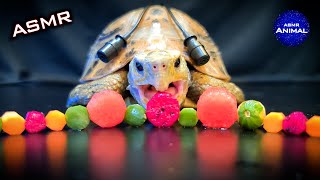 Relaxing ASMR Mukbang Eating Food 🔴 Turtle Tortoise 150 [upl. by Willman]