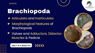 Brachiopoda amp its Adductor Diductor Muscles function pedicle Articulata Inarticulate Morphology [upl. by Ijan]