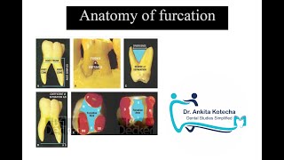 ANATOMY OF FURCATION TERMINOLOGIES RELATED TO FURCATION INVOLVEMENT DR ANKITA KOTECHA [upl. by Yltsew342]