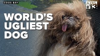 Coos Bays Wild Thang named Worlds Ugliest Dog [upl. by Rosenstein]