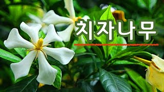 치자나무 야생화의신비 221편 꽃말 순결 청결 한없는 즐거움 청마 유치환 선생의 시 치자꽃 열독을 없애고 오줌이 잘 나오게 하며 황달을 낫게 한다 [upl. by Cohligan]