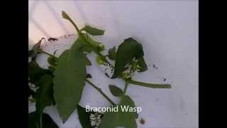 Wasp Larvae Hatching from Tomato Horn Worms [upl. by Bucher]