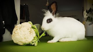 rabbit eating cabbage ASMR [upl. by Ellienad]