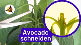 Avocado Pflanzen schneiden Avocadobaum zurückschneiden [upl. by Whitcher]